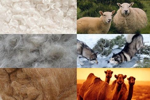 Яку вовну обрати? Овечу? Собачу? Верблюжу?